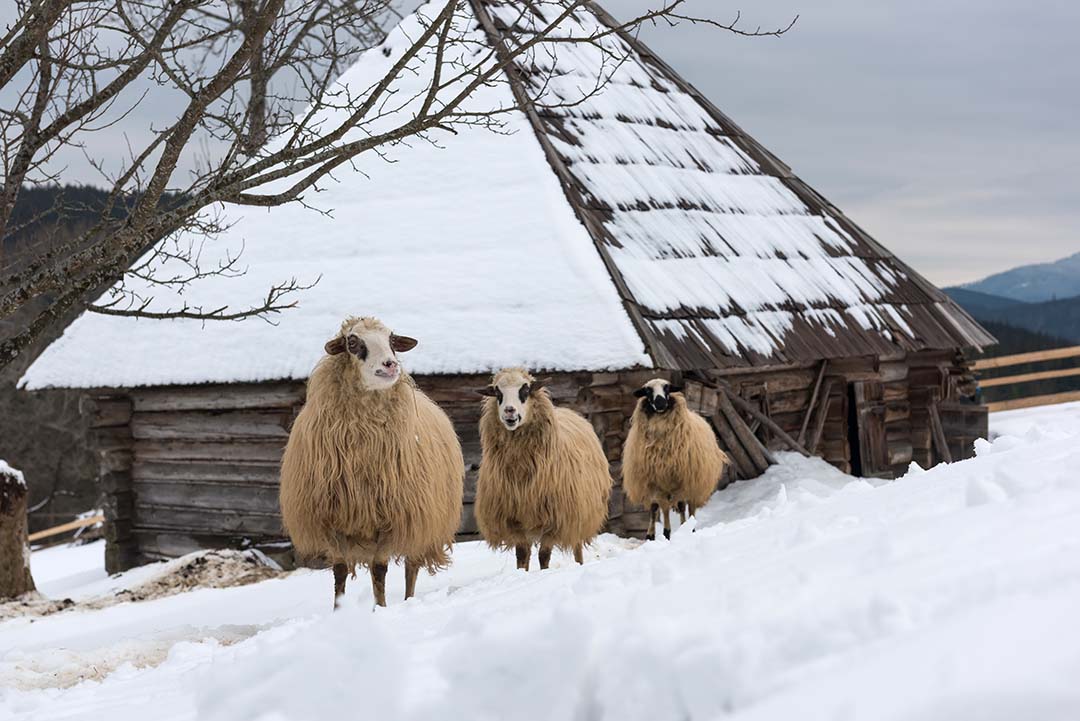 sheep outside a shed in snowy weather