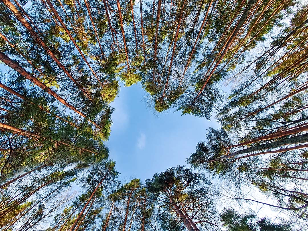 tall trees in the shape of a heart
