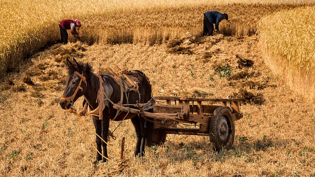 a horse and plough in a field