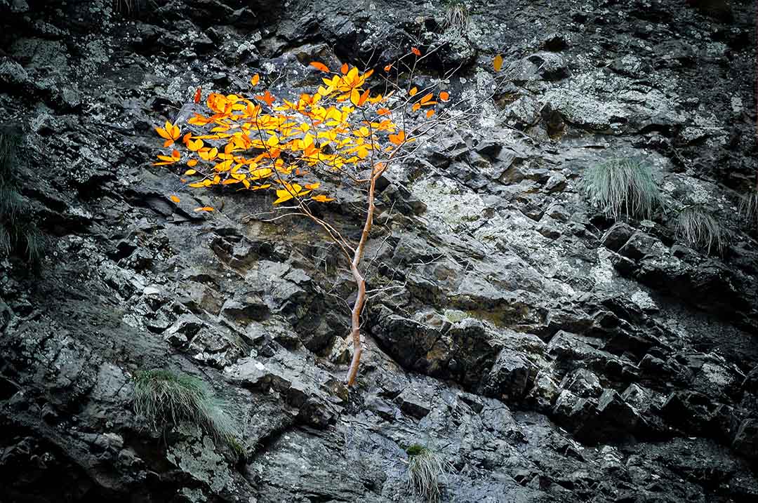 a tree growing on a rocky slope