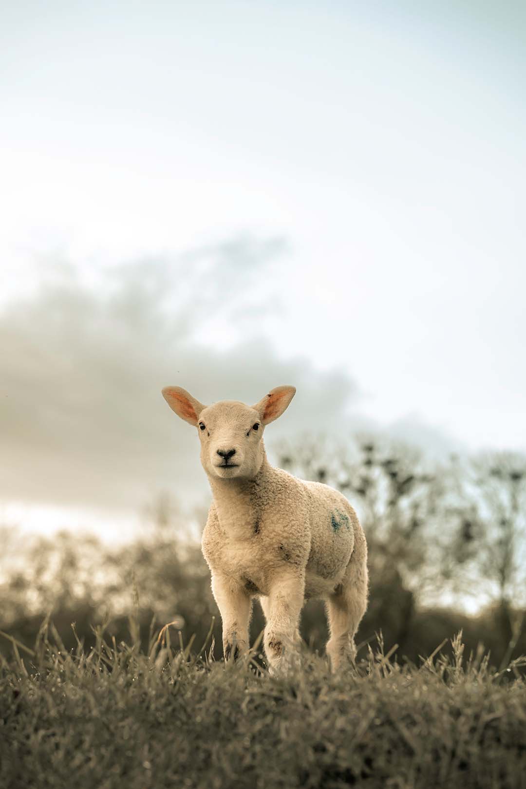 a single small lamb standing alone