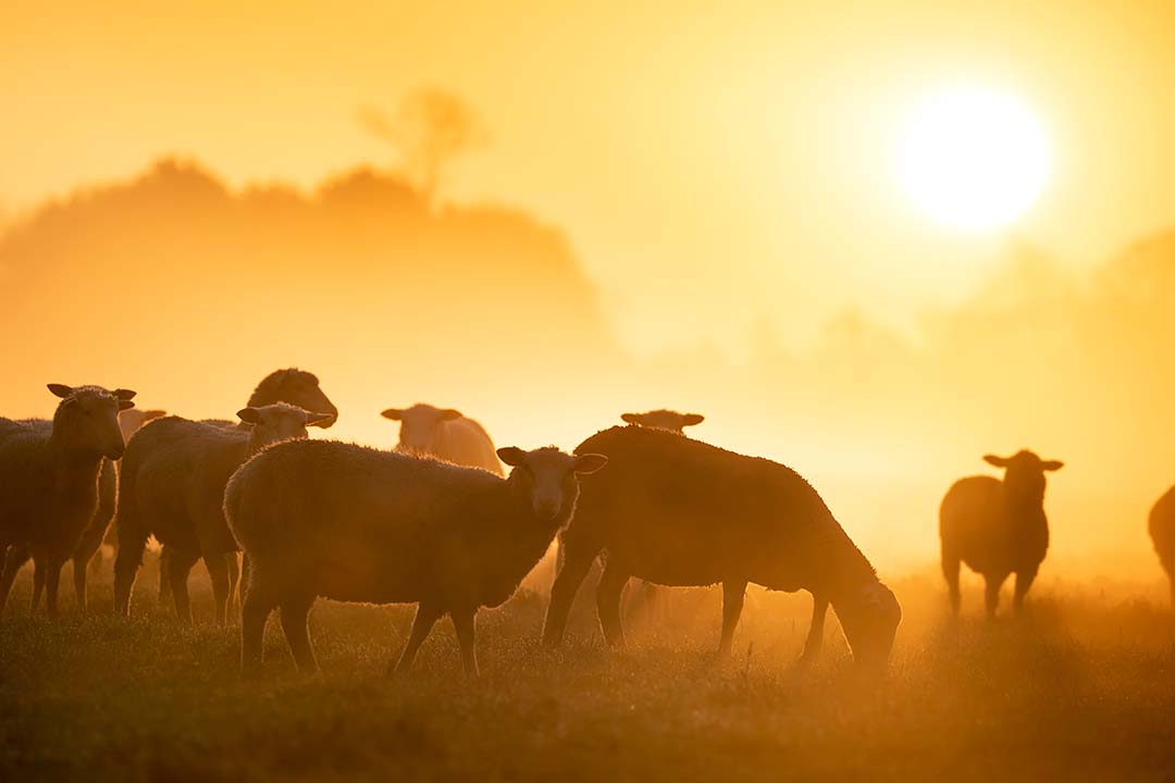 sheep grazing on a golden evening