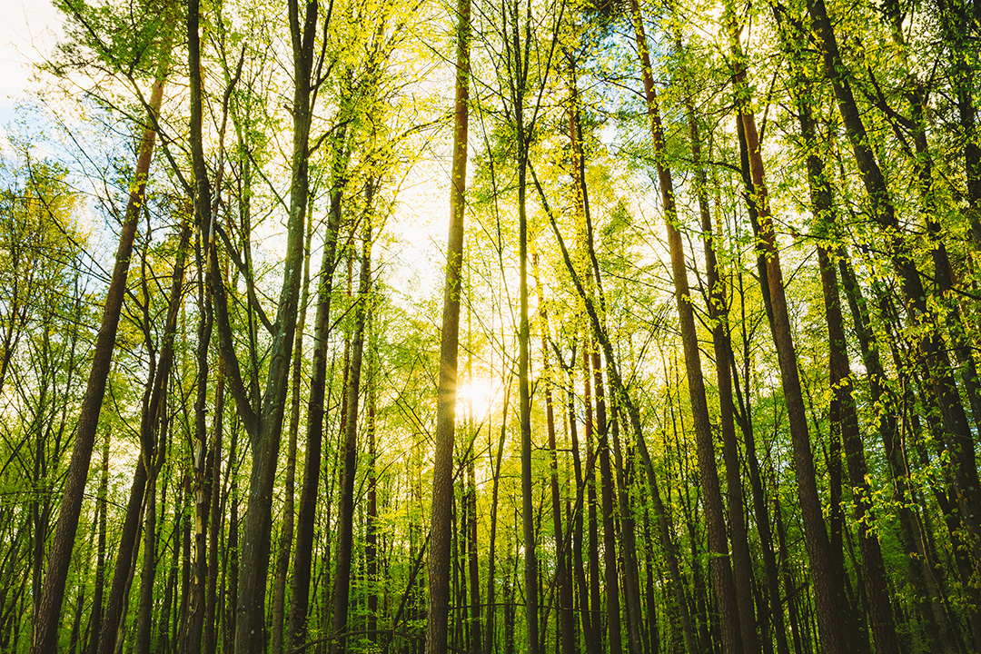 sun shining through the trees