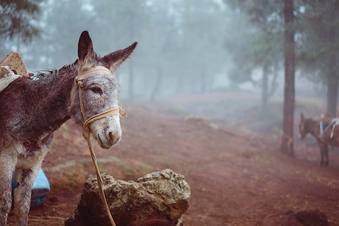 So the commandment is a challenge. To love those who betray you. Those who jeer. Those who wield the whips embedded with flint, hammer in the nails, pierce your side.