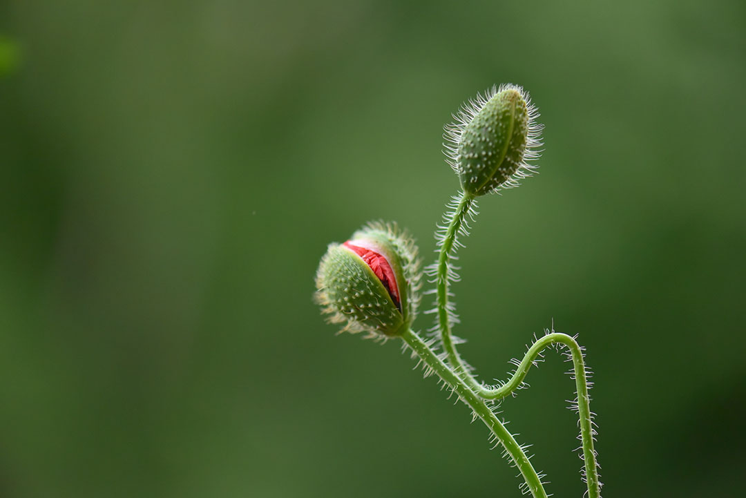 unopened-flowers So the commandment is a challenge. To love those who betray you. Those who jeer. Those who wield the whips embedded with flint, hammer in the nails, pierce your side.