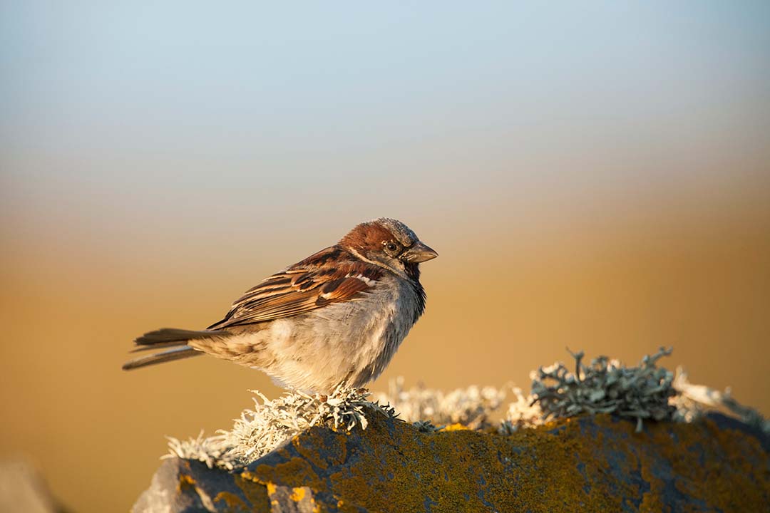 sparrow.png So the commandment is a challenge. To love those who betray you. Those who jeer. Those who wield the whips embedded with flint, hammer in the nails, pierce your side.