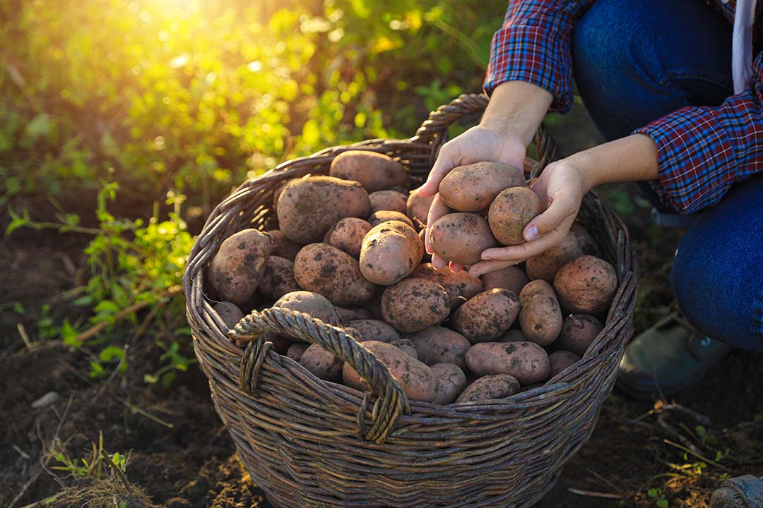 potatos So the commandment is a challenge. To love those who betray you. Those who jeer. Those who wield the whips embedded with flint, hammer in the nails, pierce your side.