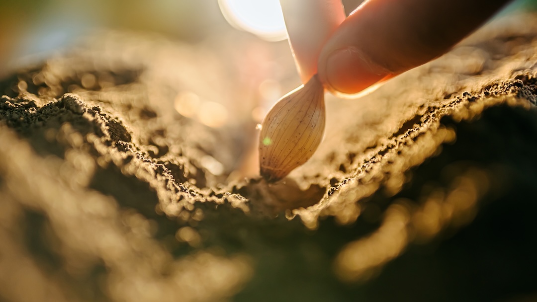 planting seeds So the commandment is a challenge. To love those who betray you. Those who jeer. Those who wield the whips embedded with flint, hammer in the nails, pierce your side.
