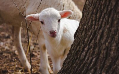 Praying Together April 19th 2026